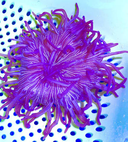 Purple Peppermint Long Tentacle Anemone Size: L 5" to 6" - Violet Aquarium 