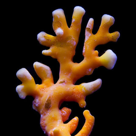 Sunset Lace Coral (Orange Distichopora) Size: S 0.75" to 1" Diameter Approx Frag