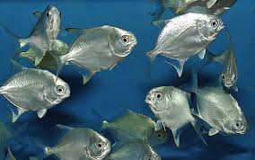 Round Pompano Size ML: 4" to 5"