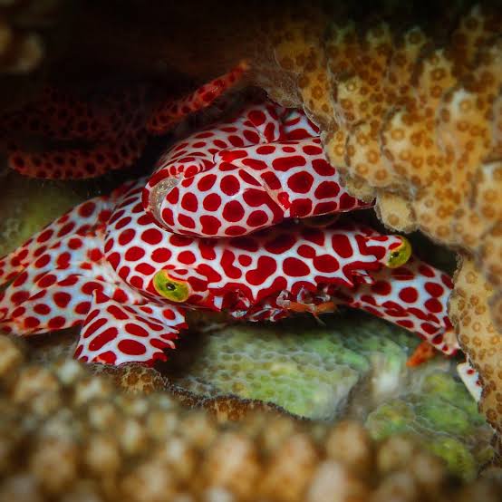 Acropora Crab