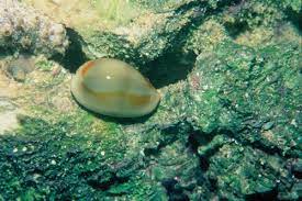 Dwarf Cowrie Snail