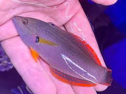 Orange Fin Wrasse Size: L 3" to 4"