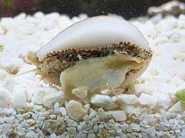 Dwarf Cowrie Snail