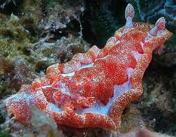 Giant Spanish Dancer