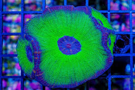 Aussie Moseleya Coral Size: M 0.75" to 2" - Violet Aquarium 