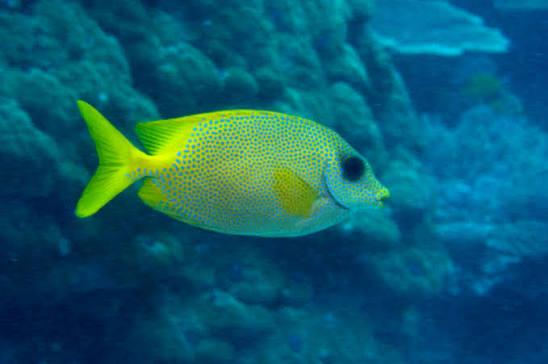Blue Spotted Golden Rabbitfish Size : S 2" to 3"