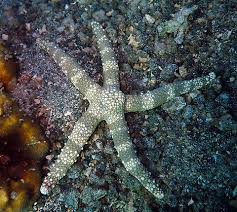 Spikey Banded Starfish