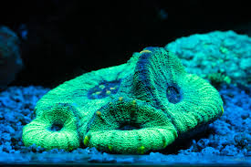 Aussie Moseleya Coral Size: M 0.75" to 2" - Violet Aquarium 