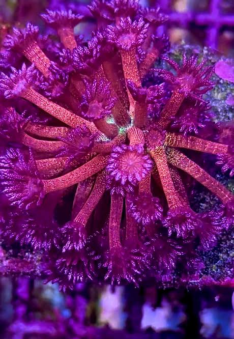 Ultra Hot Red Glitter Australian Goniopora Size: L 1.5" to 2" Frag Approx.