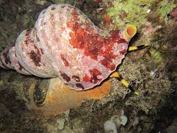 Trumpet Snail