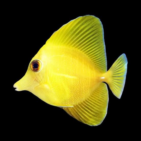 Rare Hybrid Yellow Tang (Class A Bright Lemon Yellow) Size: Tiny 1" to 2"