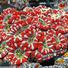 Ultra Hot Acan Lordhowensis - Violet Aquarium 