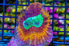 Aussie Hot Assorted Lobophyllia Size: L 1" to 2" Frag - Violet Aquarium 