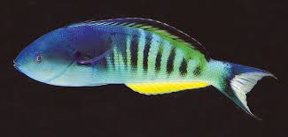 Rare Torpedo Wrasse  Size: XL 4" to 5"