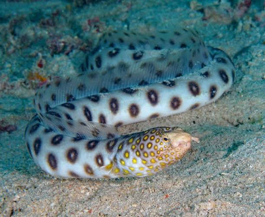 Gold Spotted Snake Eel