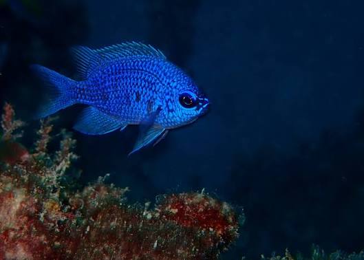 Rare Purple Reef Chromis
