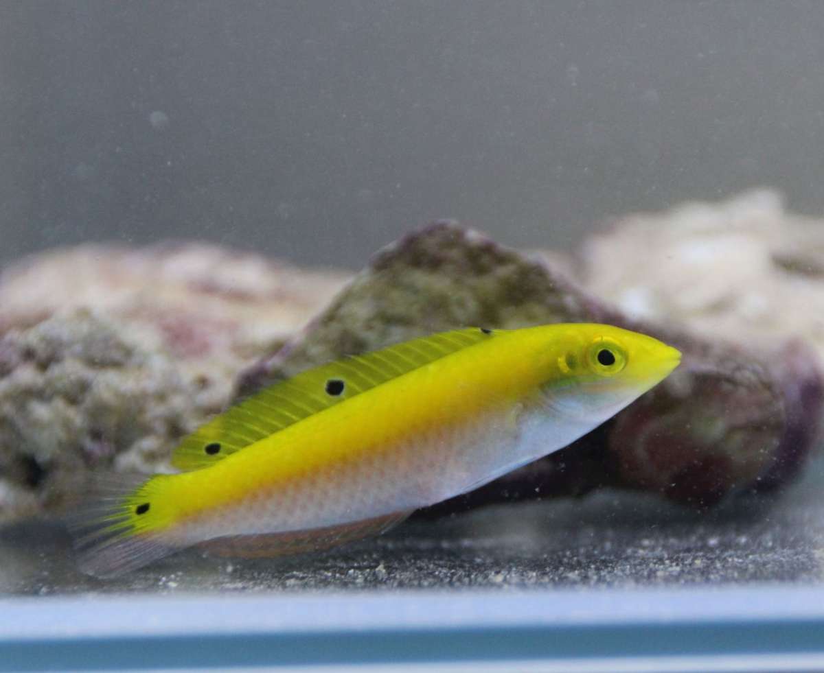 Yellow Purple Wrasse Size: S 1" to 2"