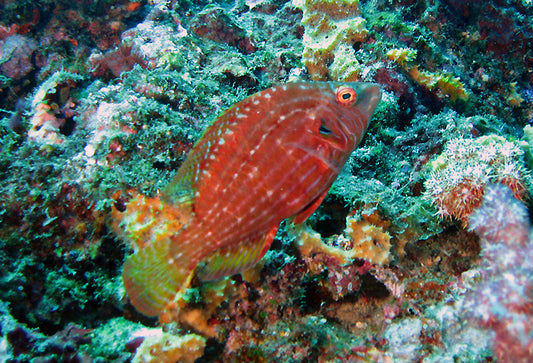 Rare Red Cockerel Wrasse Size: ML 2" to 2.5"
