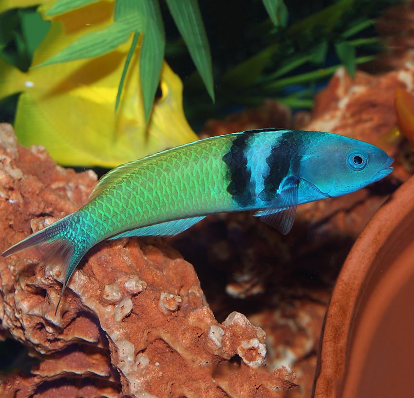 Blue Head Wrasse Size: L 4" to 5"