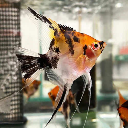 Koi Angelfish Size: ML 2" to 3"