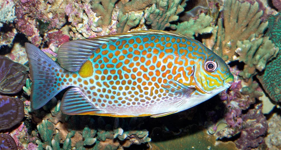 Orange Spotted Rabbitfish Size: S 2" to 3"