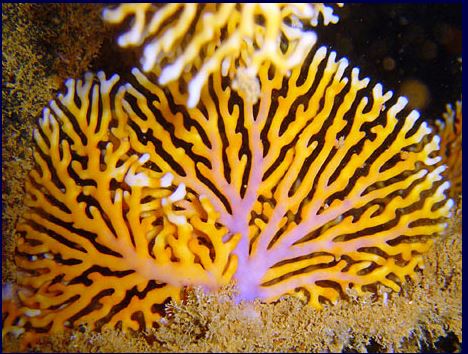 Sunset Lace Coral (Orange Distichopora) Size: S 0.75" to 1" Diameter Approx Frag