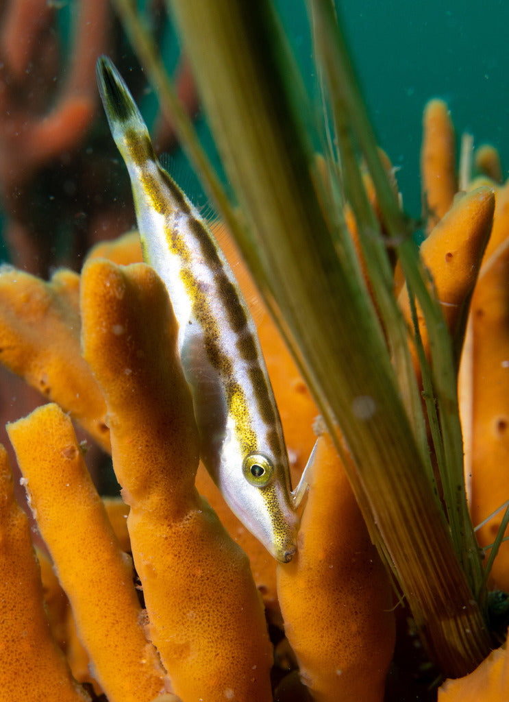 Rhino Filefish Size: ML 3" to 4"