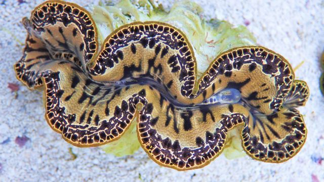 Maxima Ultra Clam (Aquacultured, Color: Amber, Ivory, Gold, Maroon)  Size: ML 3.5"-4"