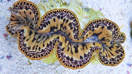 Maxima Ultra Clam (Aquacultured, Color: Amber, Ivory, Gold, Maroon)  Size: ML 3.5"-4"