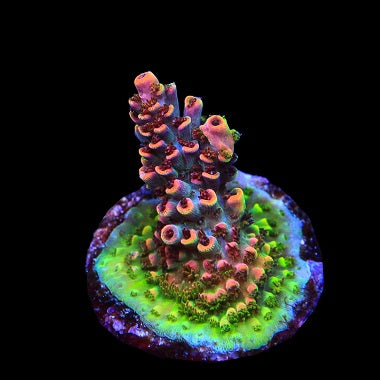 Assorted Aussie Ultra Hot Acropora Size: M 0.75" to 1" Diameter Approx - Violet Aquarium 