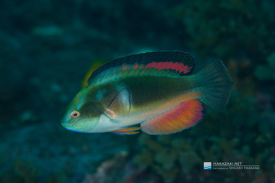 Blackfin Fairy Wrasse Size: L 2" to 2.5"