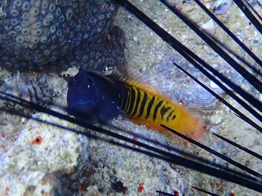 Oman Special Grade Gulf Blenny