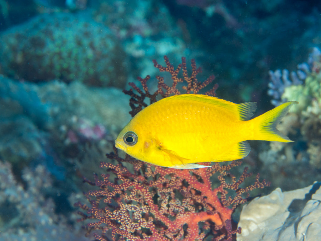 Golden Chromis