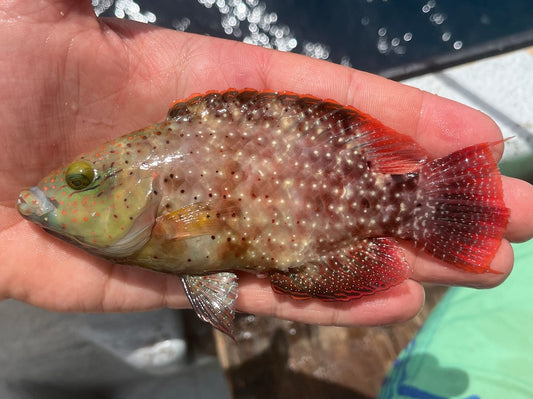 Floral Wrasse Size: L 4" to 5"