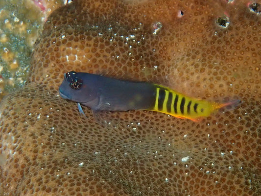 Oman Special Grade Gulf Blenny