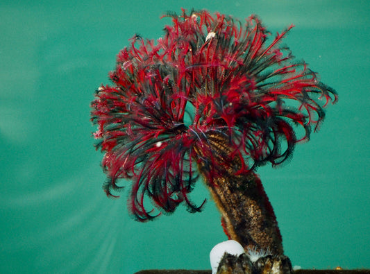 Royal Red Feather Duster Grade A (Unique)