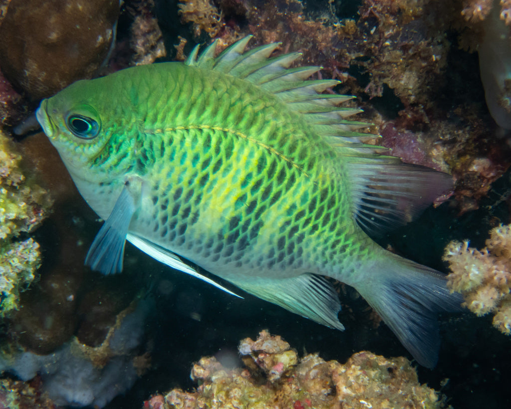 Lime Damsel Size: M 1" to 1.25"