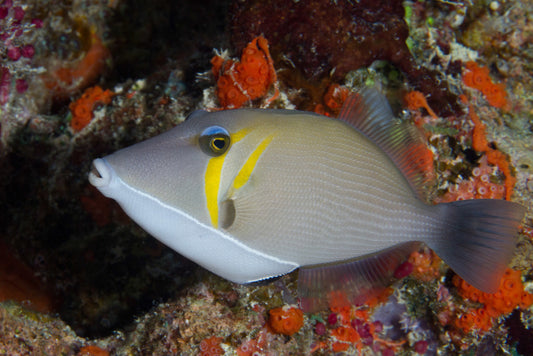 Lei Boomerang Triggerfish Size: ML 3" to 4" - Violet Aquarium 