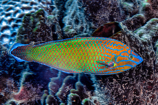 Grey Head Wrasse Size: XL 4" to 5" - Violet Aquarium 