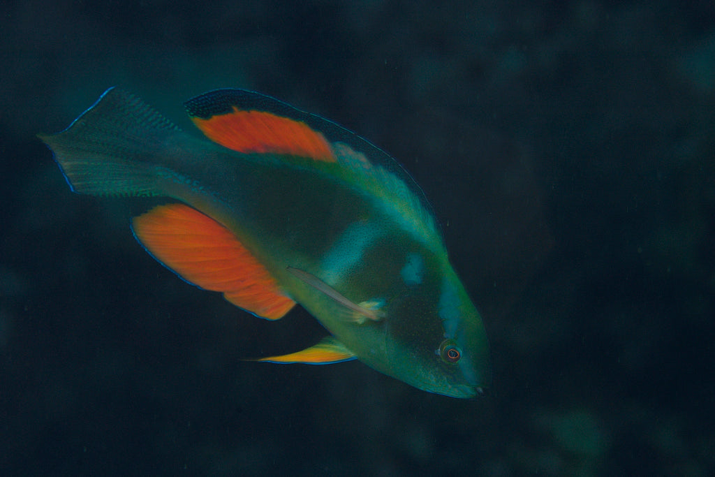 Blackfin Fairy Wrasse Size: L 2" to 2.5"