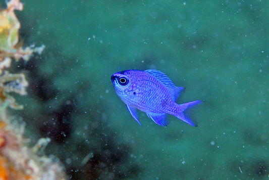 Rare Purple Reef Chromis - Violet Aquarium 