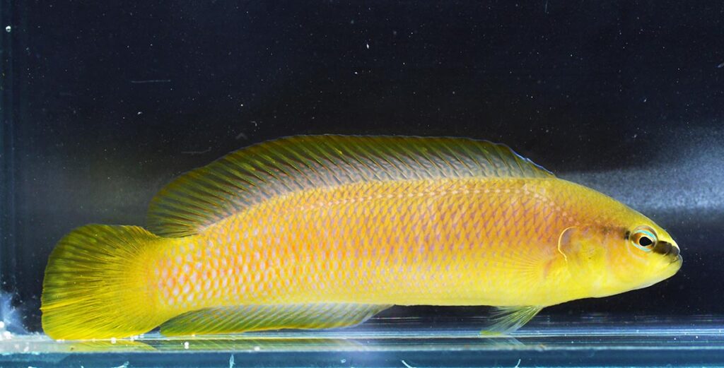 Rare Oman White Nosed Dottyback