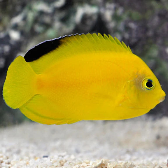 Woodhead's Angelfish (Black Tip)  Size: L 3" to 4"