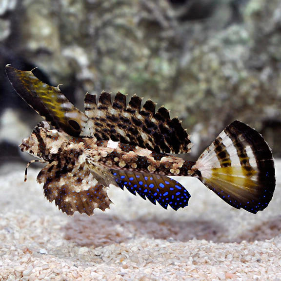 Kuiter's Dragonet Size: XL 4" to 5"