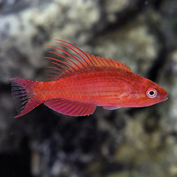 Blue Flasher Wrasse Size: L 1.75" to 2.5"