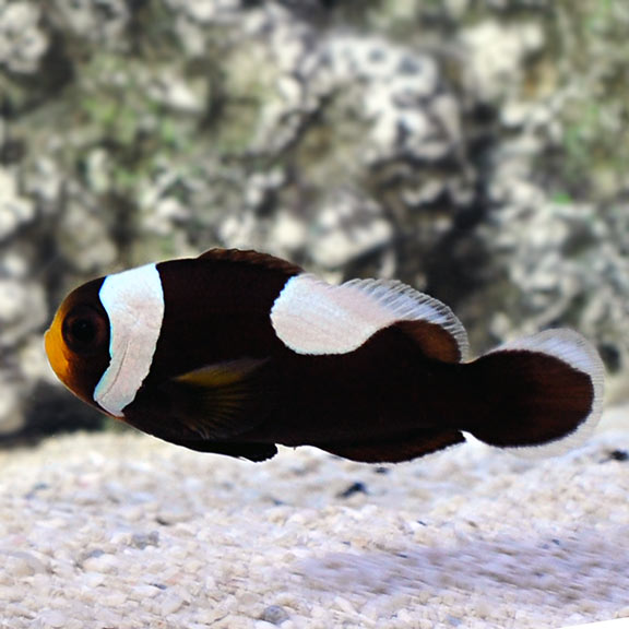 Black Saddleback Clownfish - Violet Aquarium