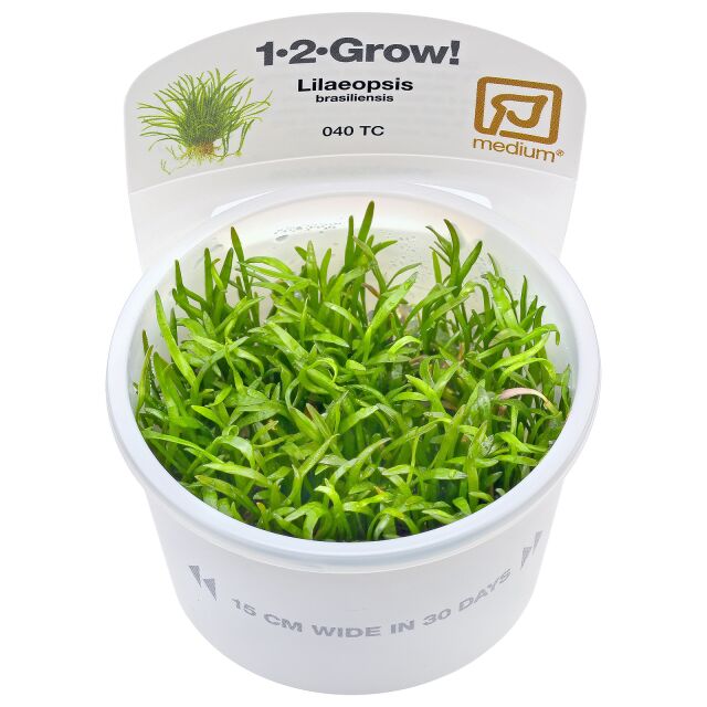 Micro Sword / Lilaeopsis Novaezelandiae