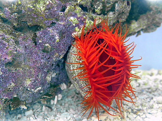Flame Scallop (Electric)