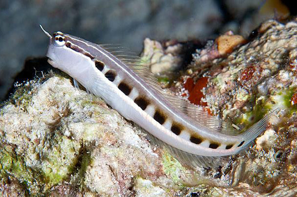 Linear Blenny Fish - Violet Aquarium