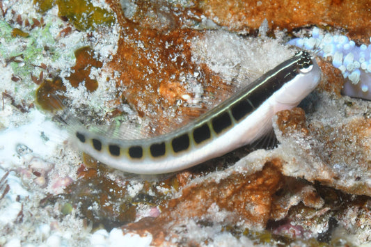 Linear Blenny Fish - Violet Aquarium